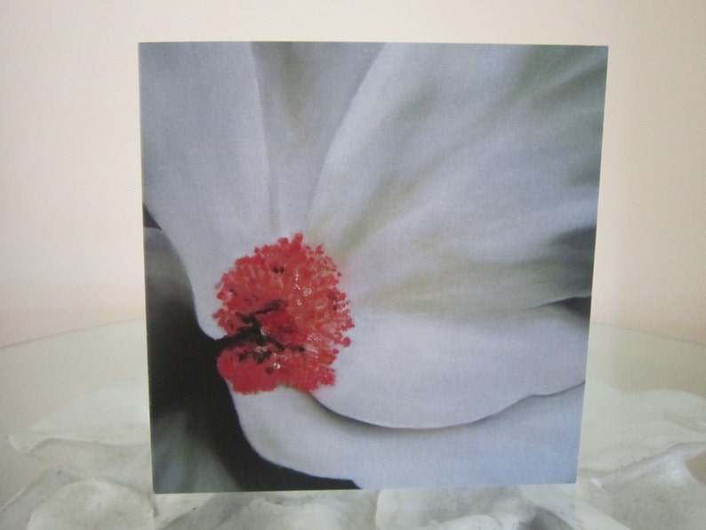 any occasion cards Set of 5 blank cards Flower cards birthday cards printed cards get well cards thank you cards sympathy cards