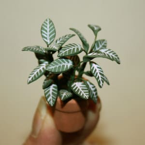 Green plant, in terracotta vase - DOLLHOUSE Miniatures, garden - Scale 1:12 miniature CosediunaltroMondo Italy