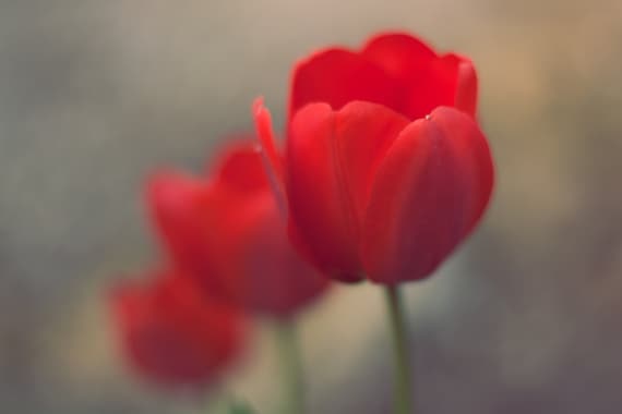 hue tulip flare