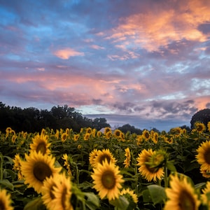 Kansas Sunflower Field, Fine Art Photography by Pitts Photography