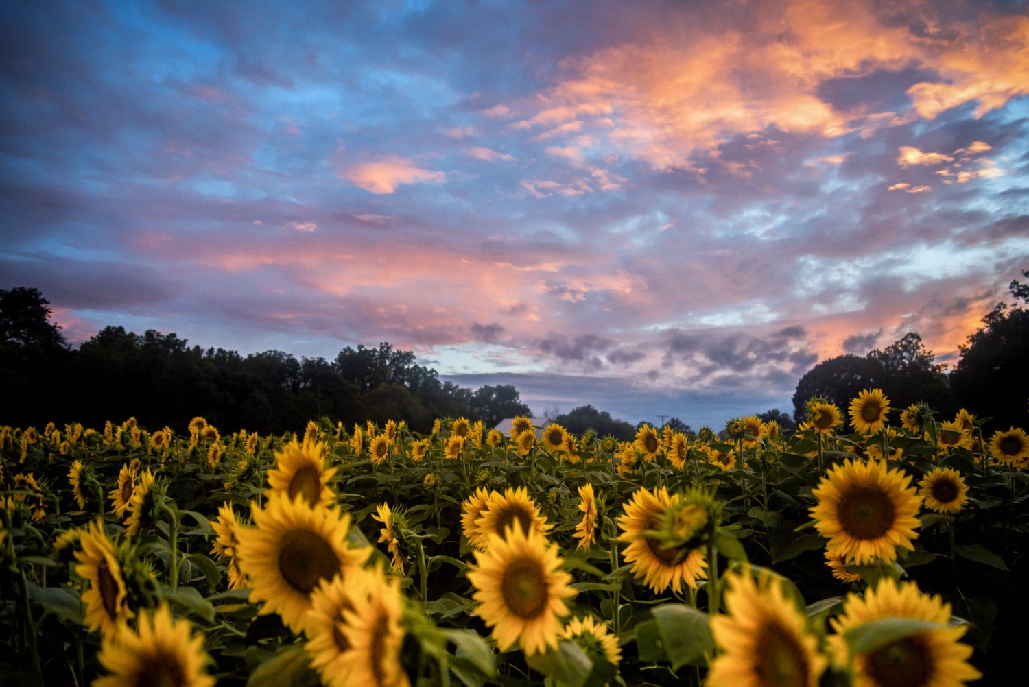 Kansas Sunflower Field Fine Art Photography by Pitts Etsy