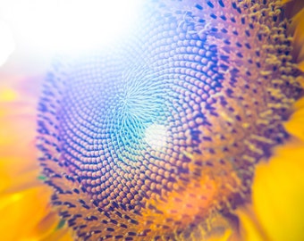 Sunflower Sun Flair, Fine Art Photography by Pitts Photography