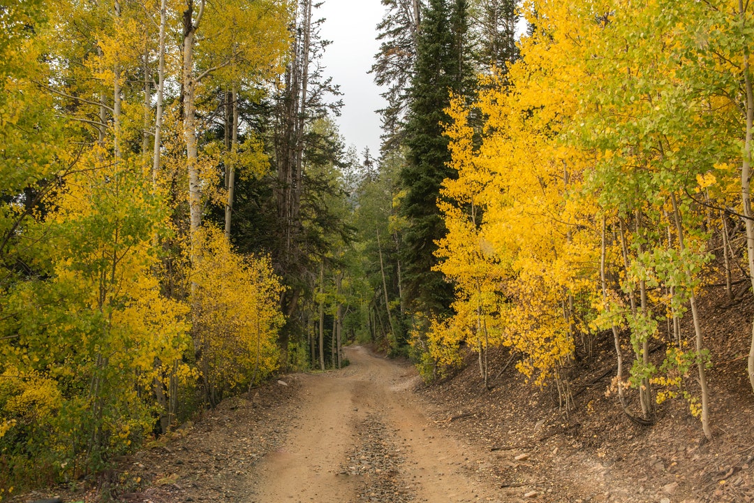 Colorado Aspens, Fine Art Photography by Pitts Photography - Etsy