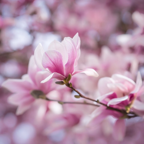 Tulip Tree in Bloom, Fine Art Photography by Pitts Photography