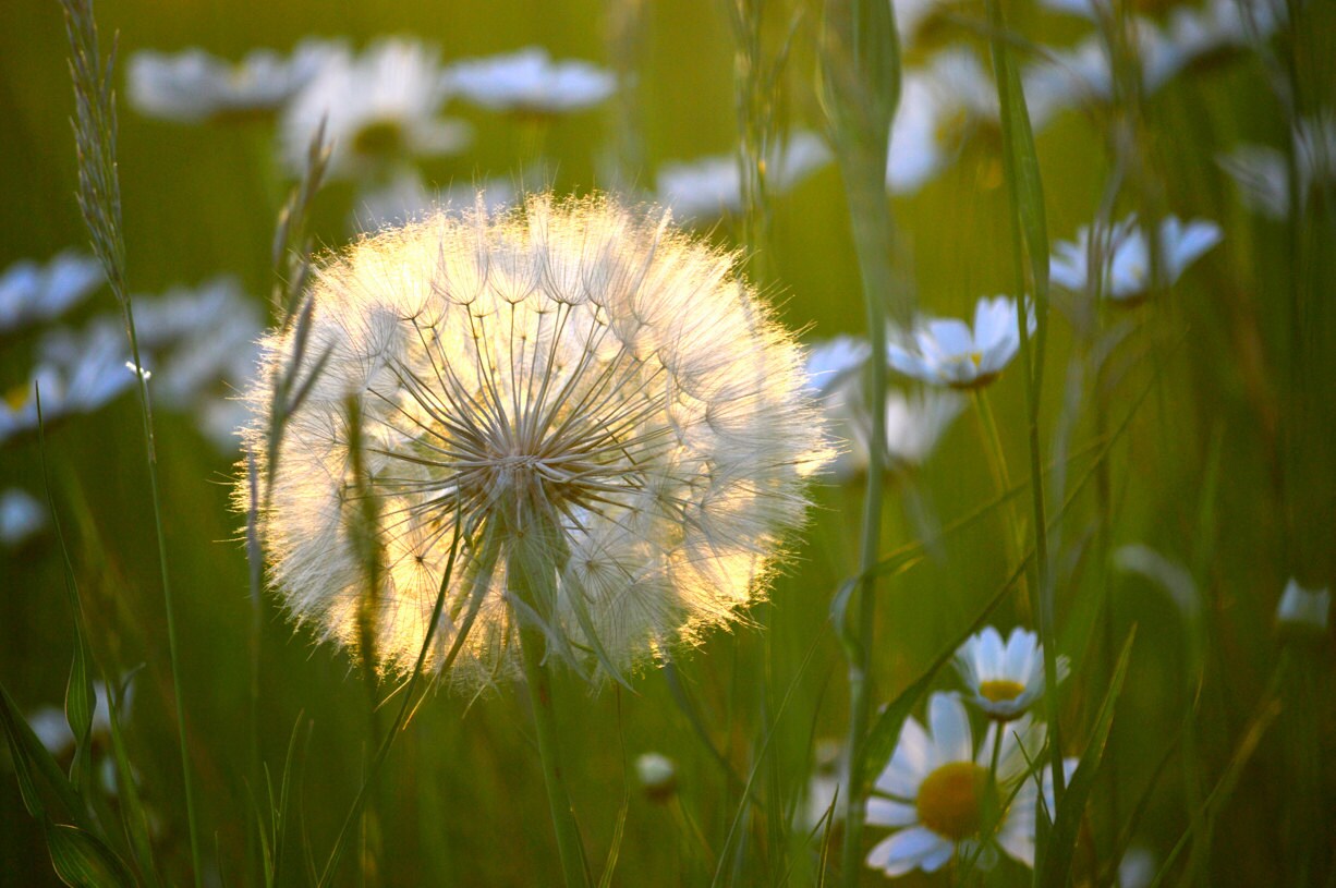 Dandelion in a Field of Daisies by Pitts Photography Fine Art Etsy