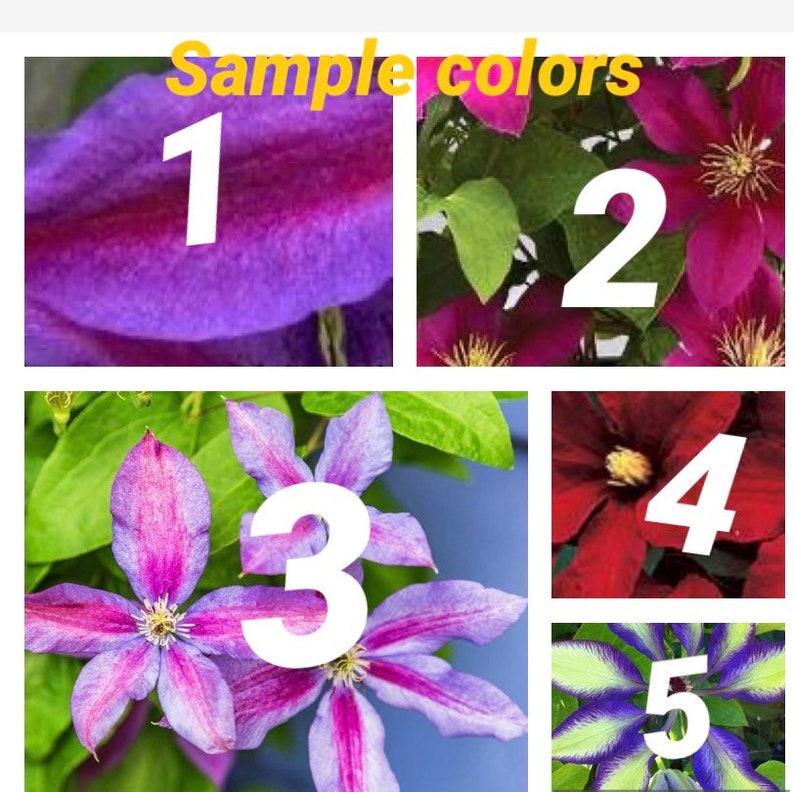 Clematis Metal Art Flower/Hangable Outdoor Flower image 5