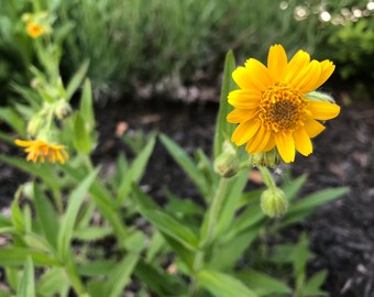 Seeds in Frozen Seed Capsules\u2122 for Seed Saving or Planting Now 20 Arnica montana European Arnica Seeds