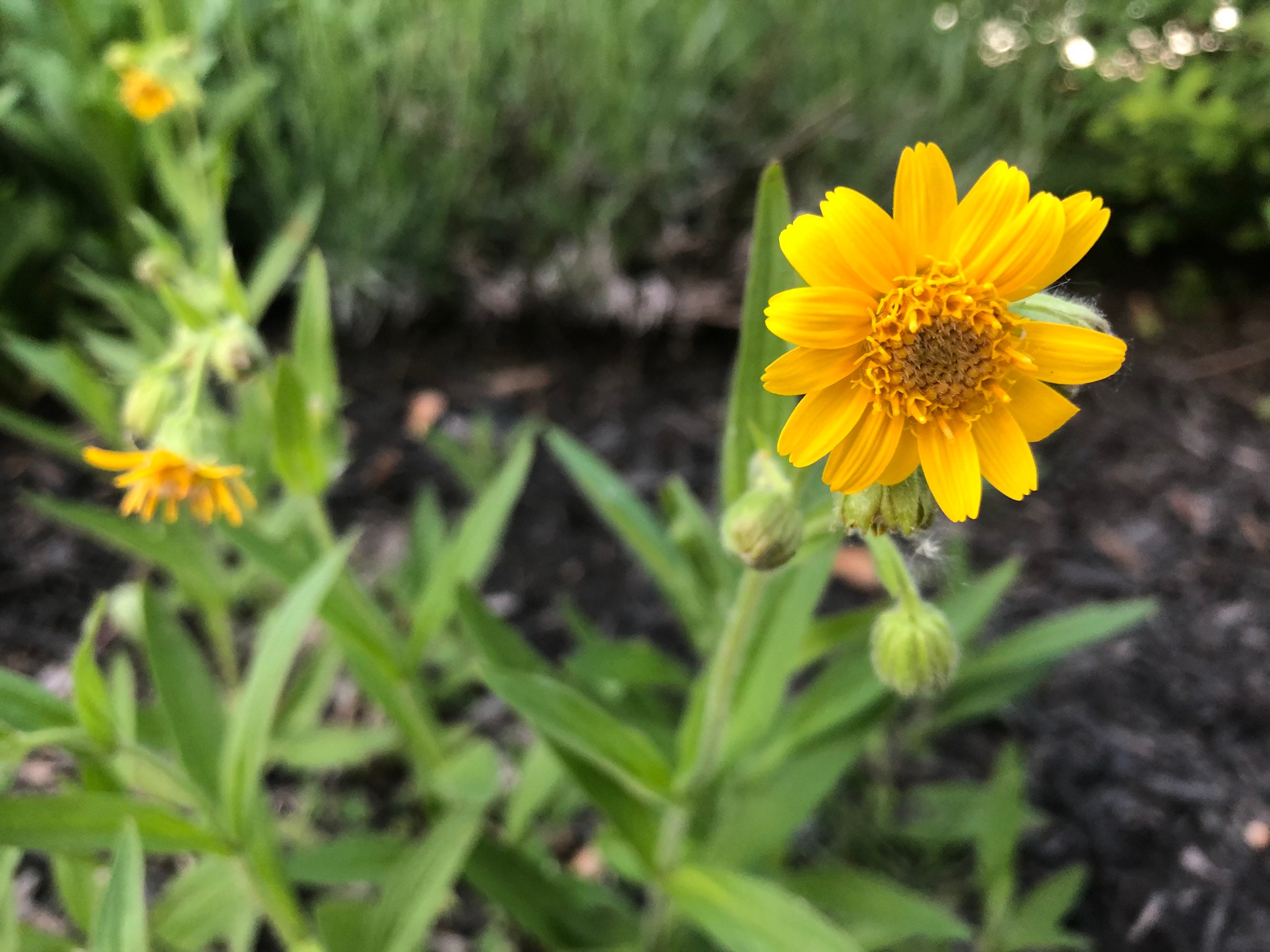 Save Stray Cats Organic Medicinal Plant Arnica Arnica Montana Seeds Save Stray Cats Organic Medicinal Plant Arnica Arnica Montana Seeds