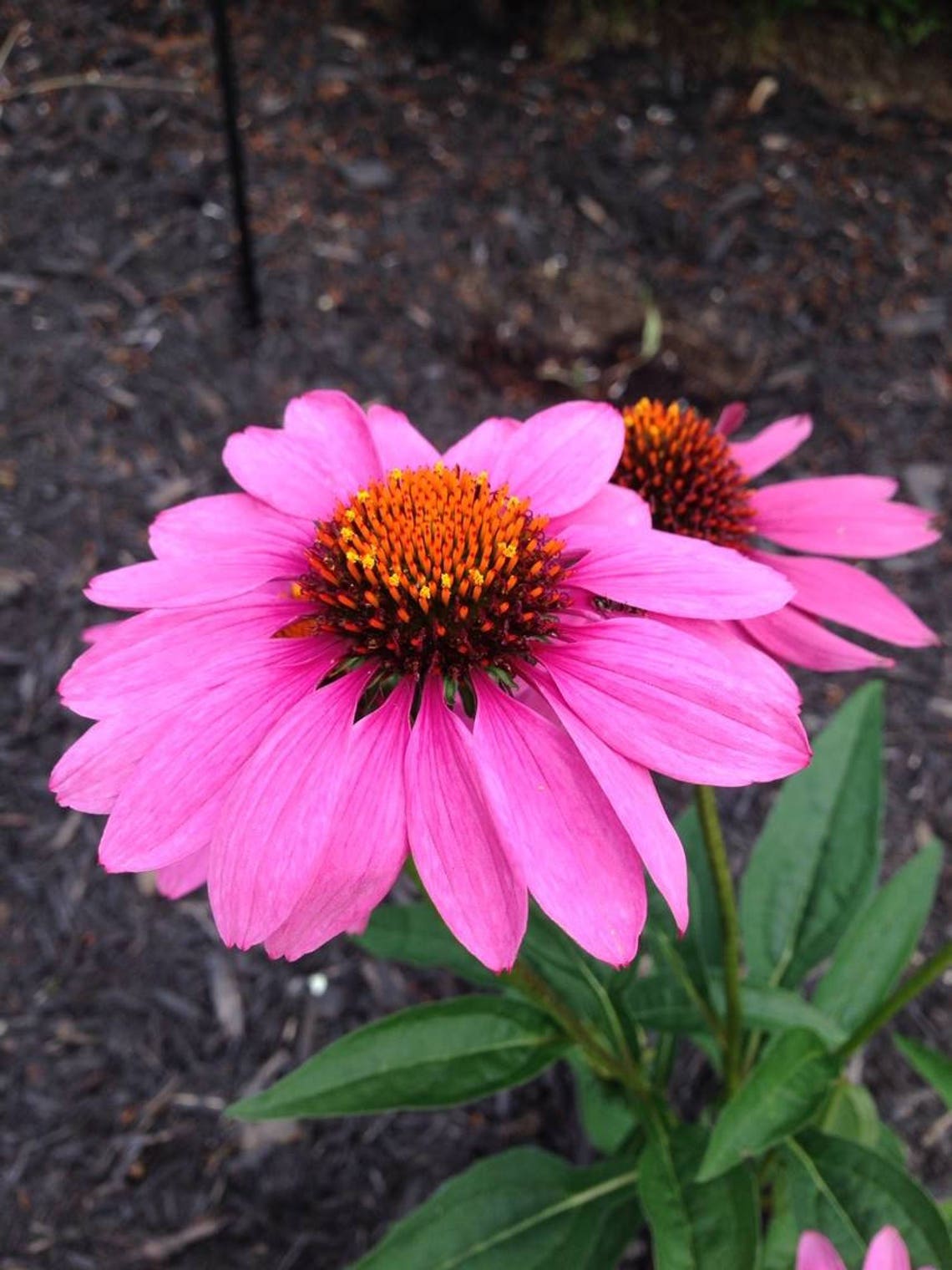 SAVE STRAY CATS Coneflower echinacea Seeds Etsy