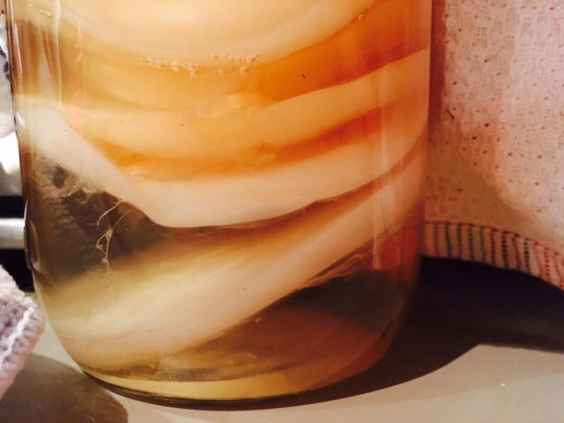 Save Stray Cats: Organic Kombucha SCOBY | Etsy