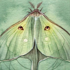 Lunette - Watercolor Art Print, Fantasy Art, Nature Art Print, Mystical Art, Luna Moth Painting