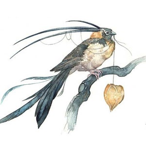 Greeting Card- Triple Horned Whydah, Watercolor Card, Bird Art, Fantasy Art, Nature Art, Bird Card, Fae Art