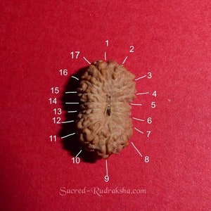 17 Mukhi Rudraksha from Java 100% Genuine. Silver Capped.