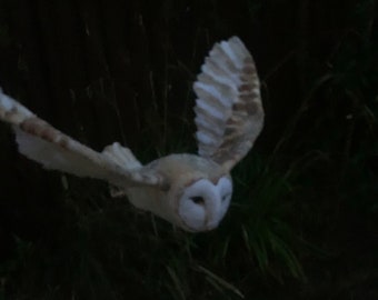 Large life size Needle felted barn owl in flight with hanging hook.