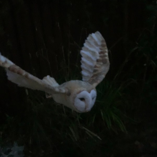 Large life size Needle felted barn owl in flight with hanging hook.