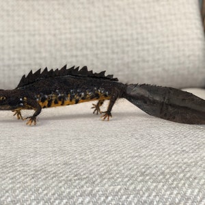 Needle felted newt sculpture