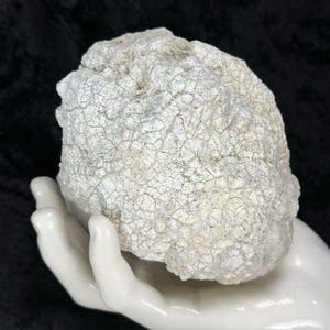 May include: A light-colored, textured rock formation with a cracked surface. The rock is held in a white ceramic hand, with a black background. The rock has a rough, irregular shape and a neutral color palette.