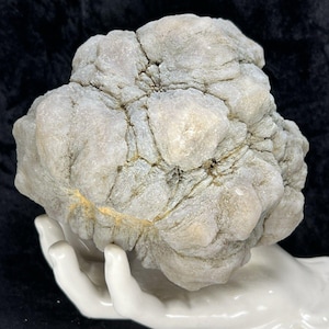 May include: A large, light gray, textured rock formation with a bumpy surface. The rock is held by a white ceramic hand against a black background. The rock has a unique, organic shape.