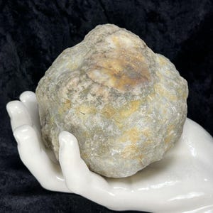 May include: A rough, irregularly shaped rock with a mix of gray, tan, and gold hues. The rock is held in a white ceramic hand, set against a dark background. The stone's surface has a textured appearance.