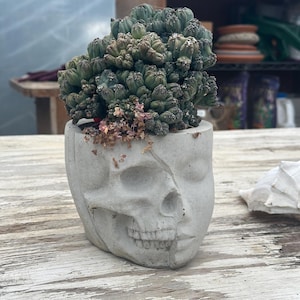 May include: A dense, dark green, clumping cactus with numerous small, rounded segments growing inside a light gray concrete planter shaped like a human head with a skull design on one side and a smooth facial feature on the other.
