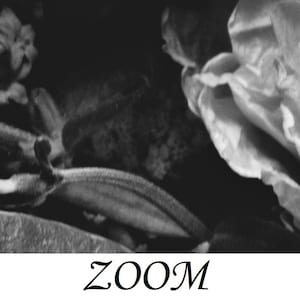 Może przedstawiać: Czarno-białe zdjęcie z napisem "ZOOM" na dole. Obraz to zbliżenie rośliny z teksturowanymi liśćmi i ciemnym tłem. Szczeg&oacute;ły są lekko rozmyte.