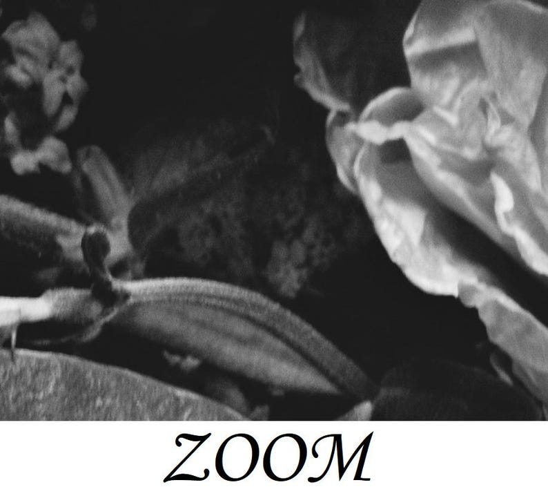 Może przedstawiać: Czarno-białe zdjęcie z napisem "ZOOM" na dole. Obraz to zbliżenie rośliny z teksturowanymi liśćmi i ciemnym tłem. Szczeg&oacute;ły są lekko rozmyte.