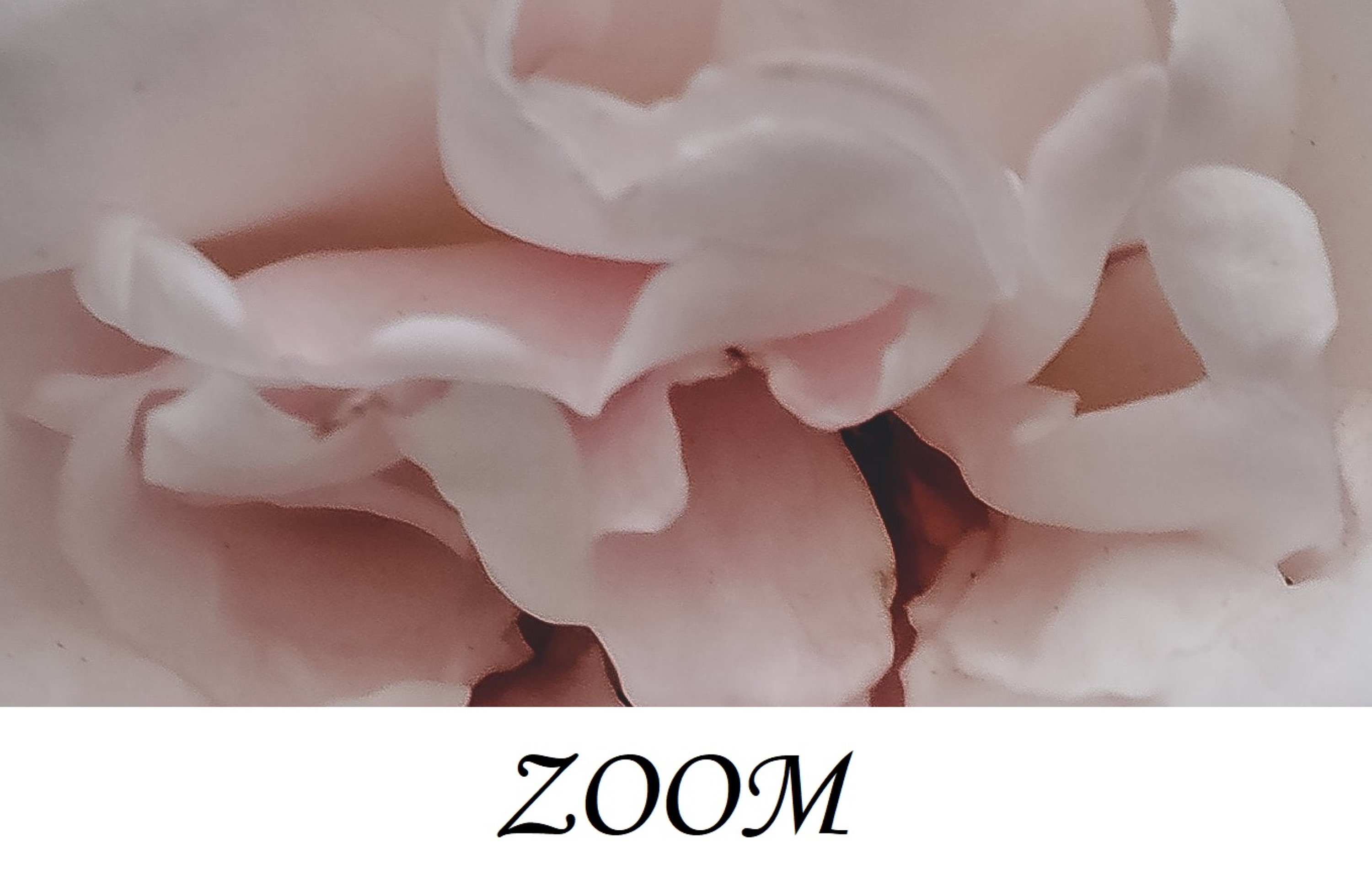 Dutch Dark Vintage Floral Removable Wallpaper Peel and Stick Etsy Canada