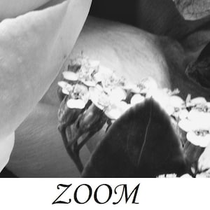 Może przedstawiać: Czarno-białe makrofotografia kwiatu z delikatnymi płatkami i małymi, zgrupowanymi kwiatami. Słowo "ZOOM" jest napisane w stylizowanej czcionce na dole obrazu.