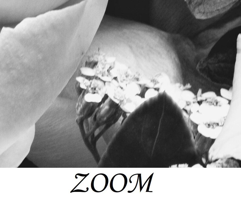 Może przedstawiać: Czarno-białe makrofotografia kwiatu z delikatnymi płatkami i małymi, zgrupowanymi kwiatami. Słowo "ZOOM" jest napisane w stylizowanej czcionce na dole obrazu.
