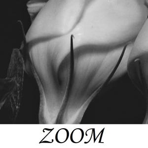 Może przedstawiać: Czarno-białe zbliżenie kwiat&oacute;w kalii. Obraz podkreśla gładkie, zakrzywione płatki i smukłe łodygi kwiat&oacute;w. Słowo "ZOOM" jest napisane w stylizowanej czcionce u dołu obrazu.