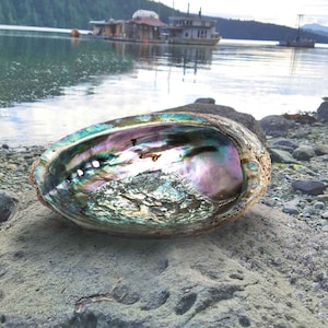 Abalone Shell Offering Bowl Incense Burner for Altar Table, Smudge Bowl Incense burner, Witchy Altar Tools for Meditation