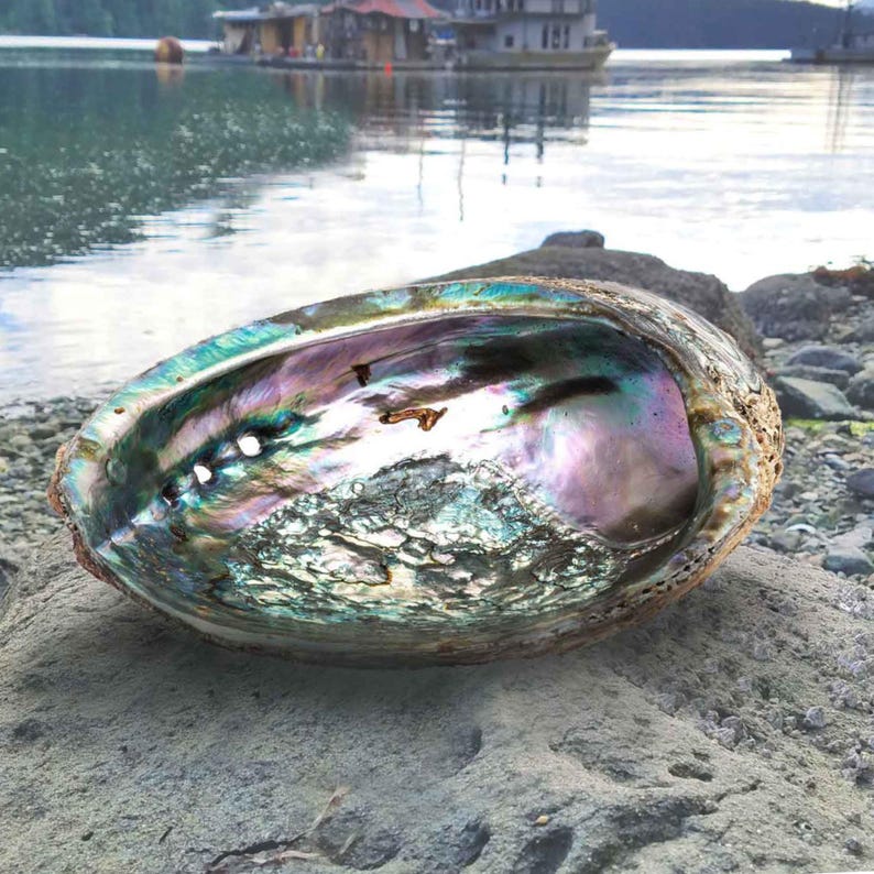 May include: A large iridescent abalone shell with a smooth, pearly interior. The shell is a deep green, blue, and purple colour with a natural, organic texture. It is a beautiful and unique piece of nature.