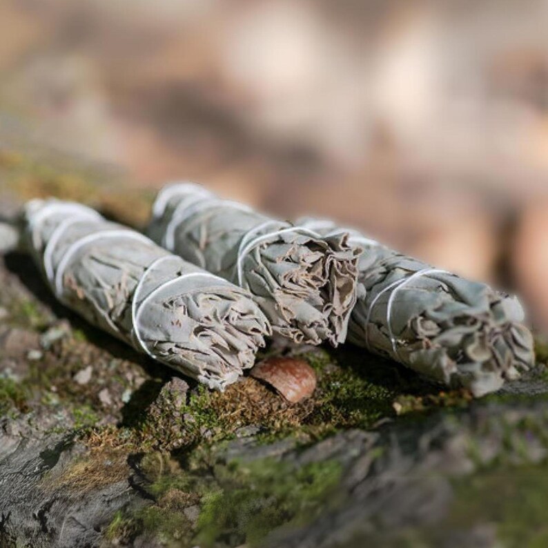 May include: Three white sage smudge sticks tied with string, lying on a mossy log.