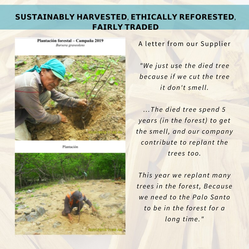 May include: Two photos show a person planting a tree in a forest. The text reads "Sustainably Harvested, Ethically Reforested, Fairly Traded."  The text also reads "Plantaci&oacute;n forestal - Campa&ntilde;a 2019 Bursera graveolens" and "A letter from our Supplier"  The text continues: "We just use the died tree because if we cut the tree it don't smell... The died tree spend 5 years (in the forest) to get the smell, and our company contribute to replant the trees too. This year we replant many trees in the forest, Because we need to the Palo Santo to be in the forest for a long time."