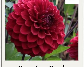 Evening Lady Dahlia Tuber (1) with eyes/sprout...long stem