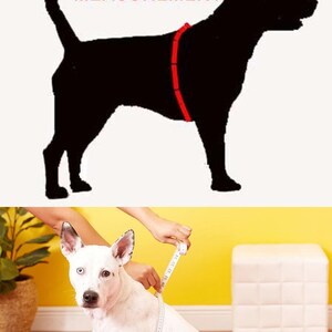 May include: A white dog with black markings is sitting and being measured around its chest with a tape measure. The text "GIRTH MEASUREMENT" is shown above the dog in the image.