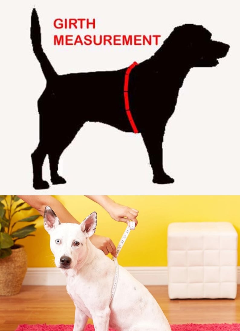 May include: A white dog with black markings is sitting and being measured around its chest with a tape measure. The text "GIRTH MEASUREMENT" is shown above the dog in the image.