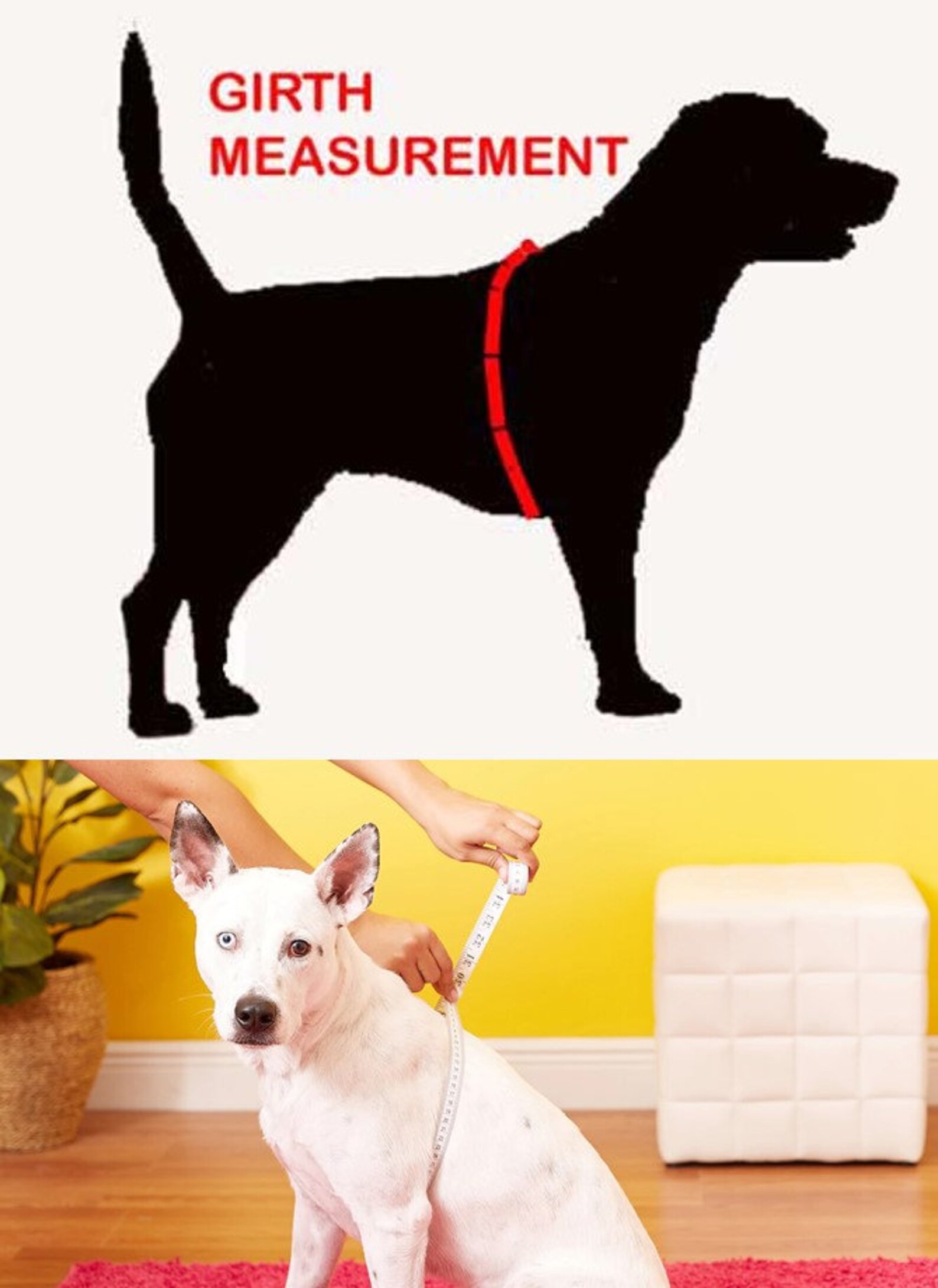 July 4th Memorial Day Dog Shirt Dress Lil Fire Cracker Etsy