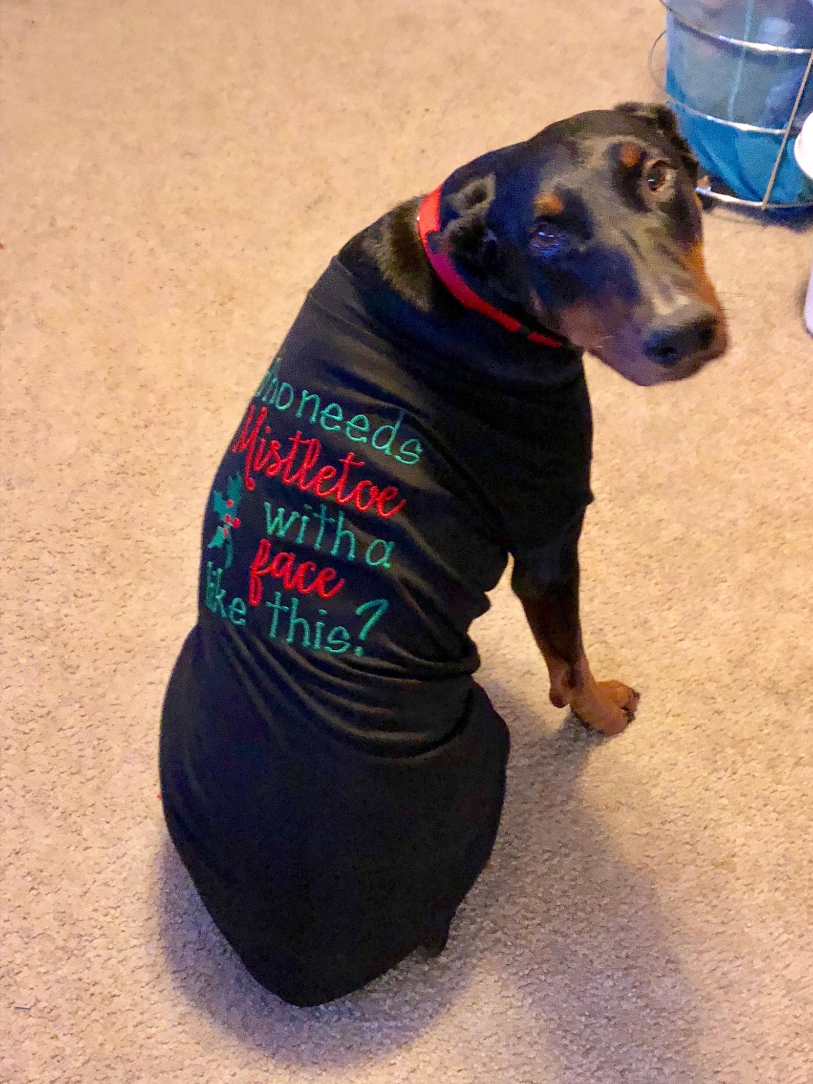 Large Dog Shirt Big Dog Shirt Special Listing for Shirts for Etsy