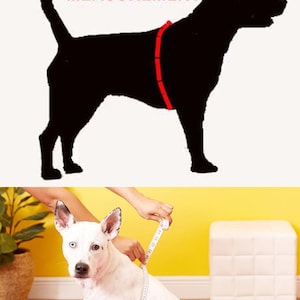 May include: A white dog with black markings is sitting and being measured around its chest with a tape measure. The text "GIRTH MEASUREMENT" is shown above the dog in the image.