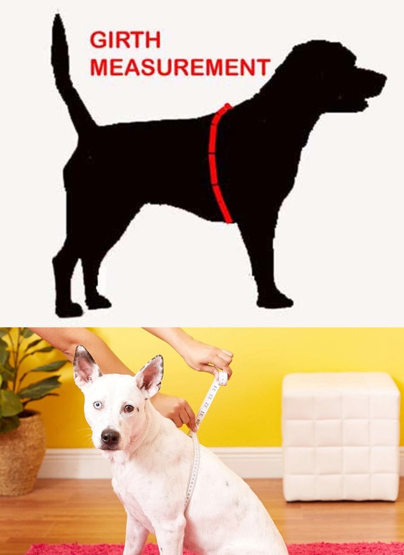 May include: A white dog with black markings is sitting and being measured around its chest with a tape measure. The text "GIRTH MEASUREMENT" is shown above the dog in the image.