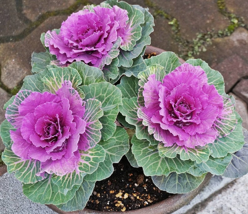 Pink Flowering Kale Seeds Vegetable Garden Open Pollinated Etsy