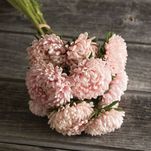 Aster Salmon Janina Heirloom Seeds 25 Etsy