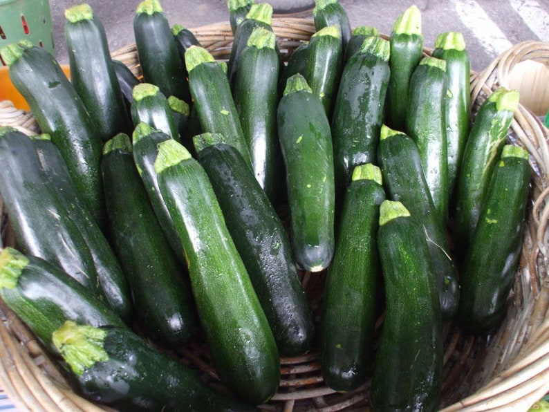Organic Zucchini Seeds Vegetable Garden Heirloom Non GMO Etsy