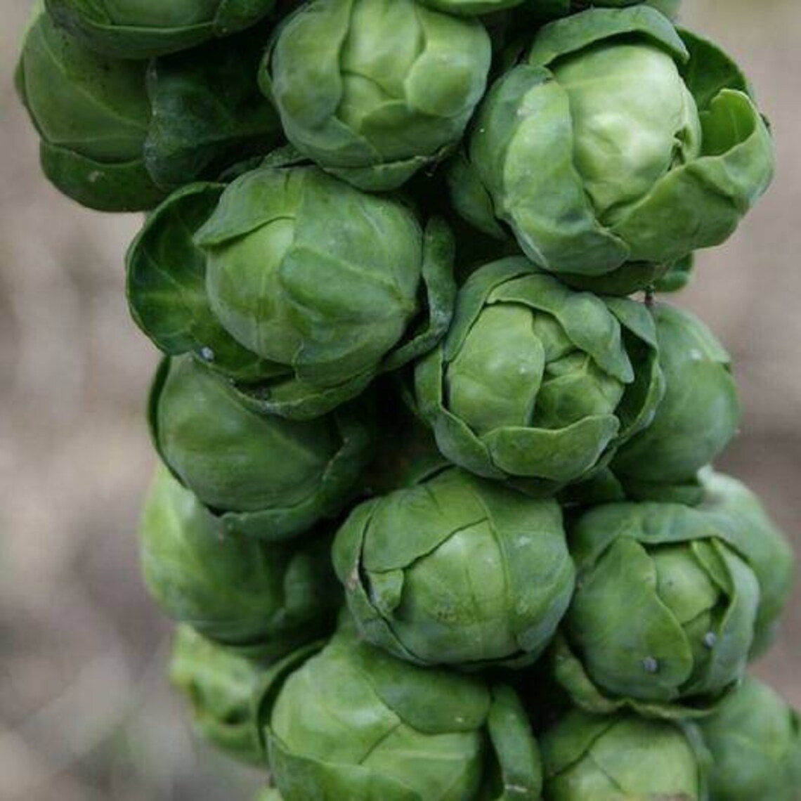 Organic Brussel Sprout Seeds Vegetable Seeds Garden Seeds Etsy