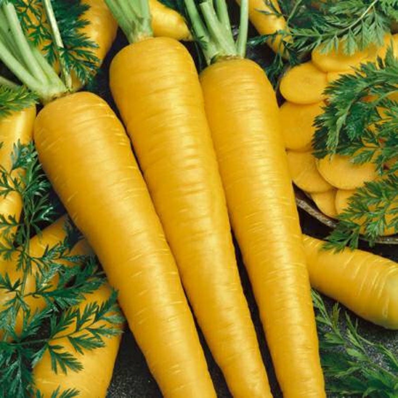 Organic Yellow Carrot Seeds Vegetable GardenOpen Pollinated Etsy