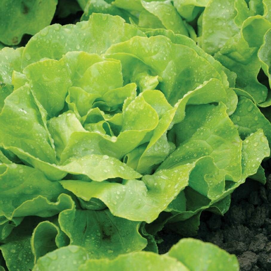 Organic Butter Lettuce Seeds Vegetable Garden Open Etsy