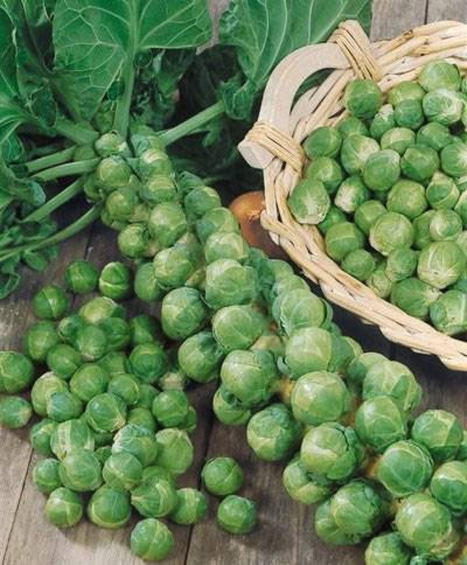 Organic Brussel Sprout Seeds Vegetable Seeds Garden Seeds Etsy