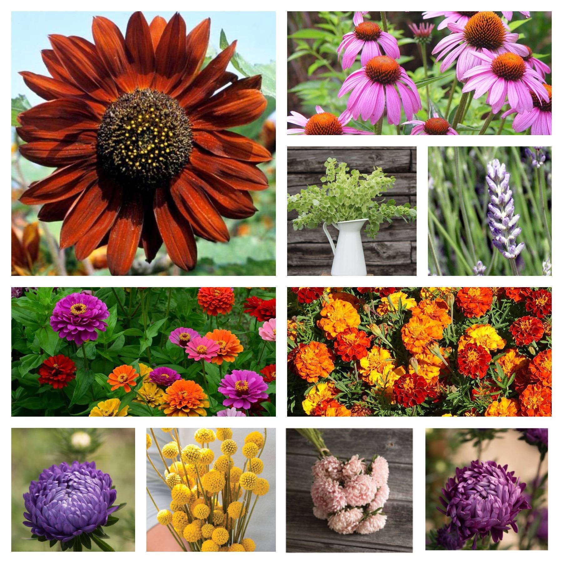 Marigold Seeds, Heirloom Seeds,Mixed Marigold Seeds, Gardening, Non GMO, Grow Outdoors, Flower Seeds,Garden Pollinator, Organic