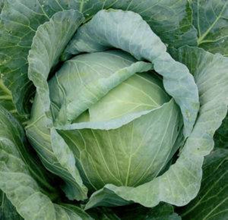 Semillas de repollo Orgánica Jardín De Verduras Polinizada | Etsy